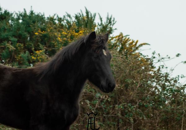 orome-del-ael_photo