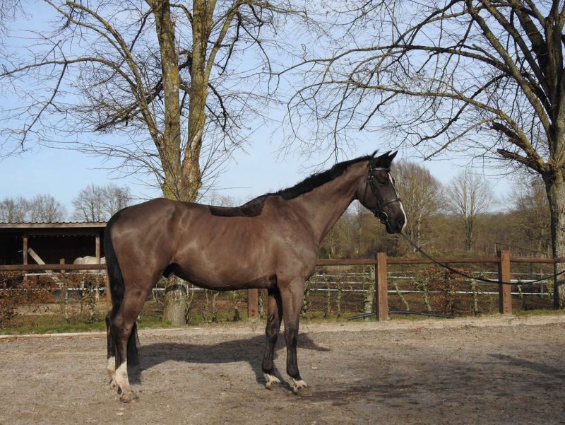 fandango-van-de-daelhoeve_photo