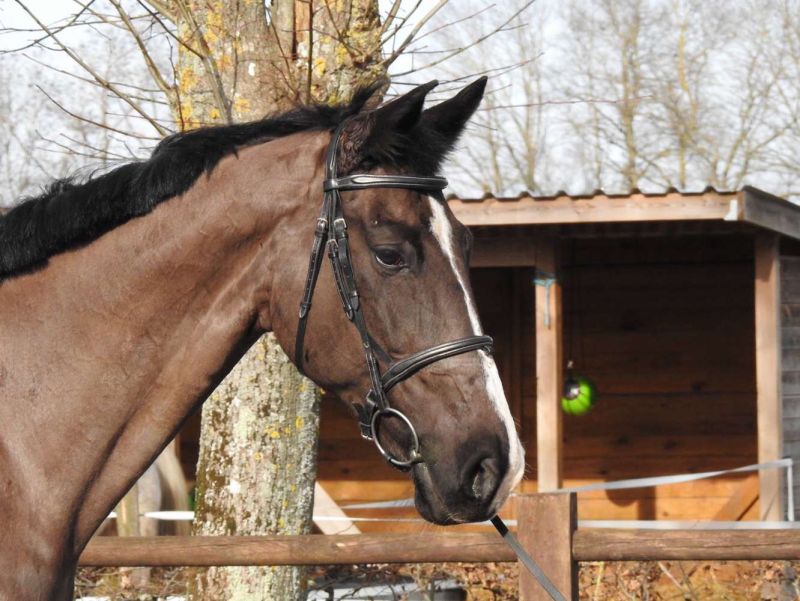 fandango-van-de-daelhoeve_photo