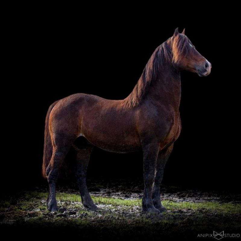 llamri-llew-coch_photo