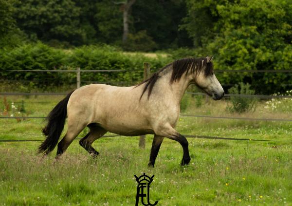 orome-del-ael_photo