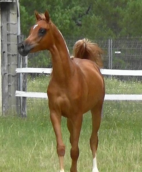 sh-calador_photo