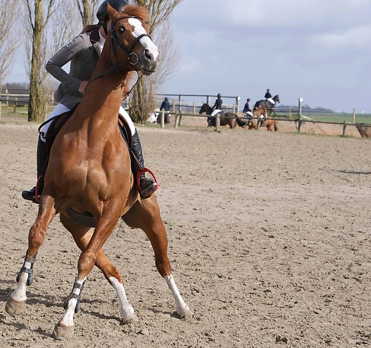 Tenez vos chiens en laisse y compris sur un terrain de concours 