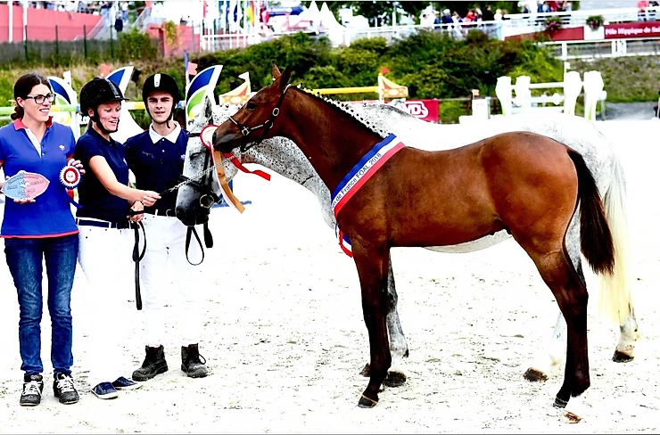 cheval concours