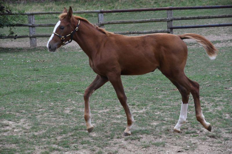 cheval qui trébuche