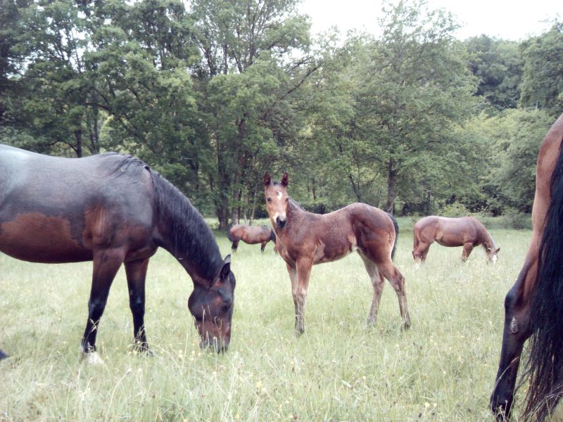 équitation western