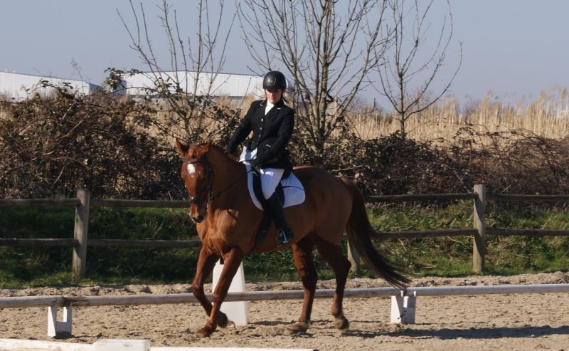 achat cheval dressage