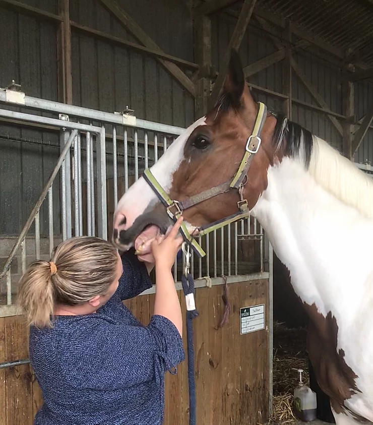 mors pour le bien être de votre cheval