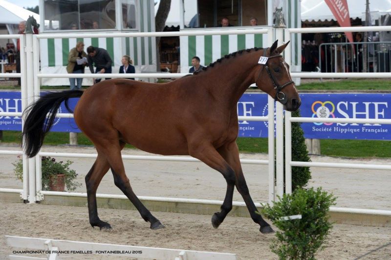 prix d un cheval