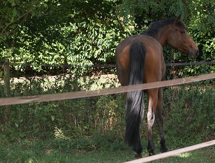 Cheval marron