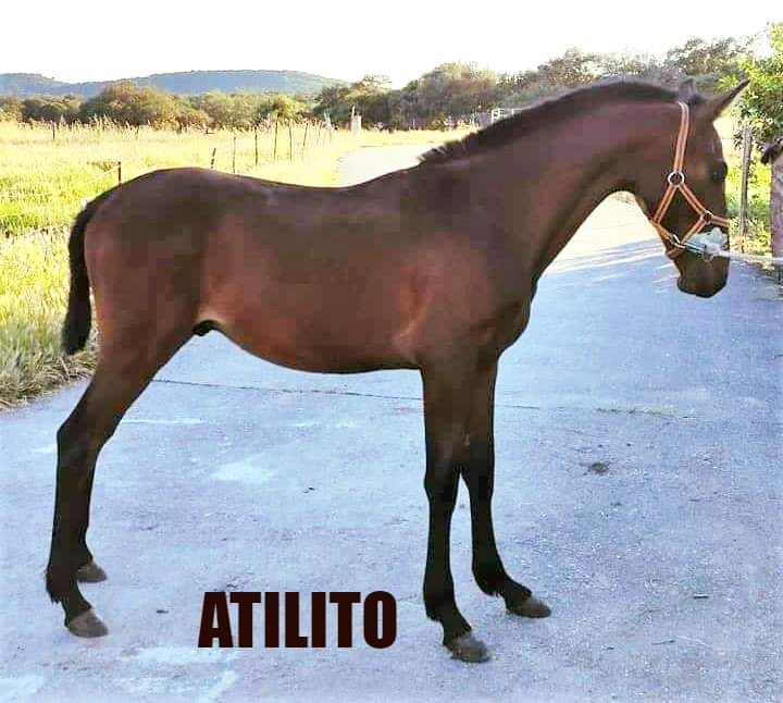 Atilito 