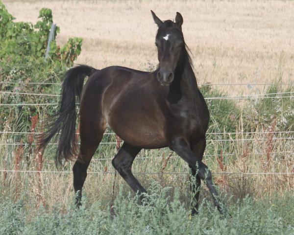 ZAPHIR AL RIUS