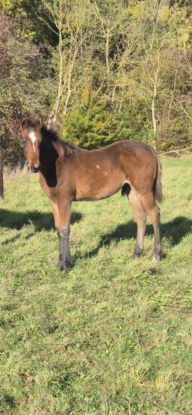 Powerfull d'Yvonline