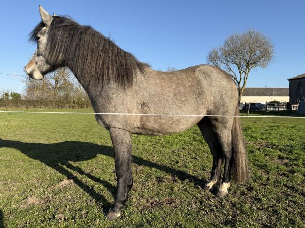 Noisette de la Lande