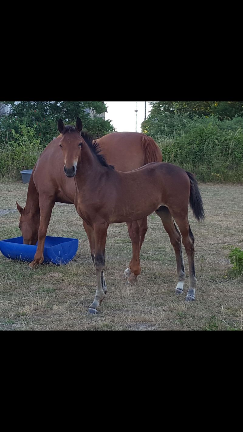 Joli balou