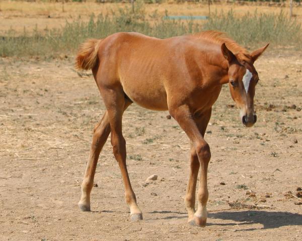 Safiq al Rius