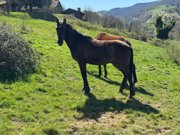 Oliver de cenves