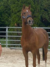 scs cheval de sport
