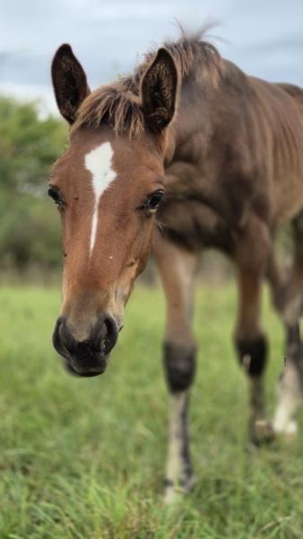 Powerfull d'Yvonline