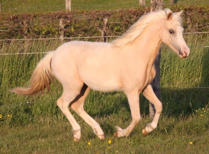 Impala de lavoux 