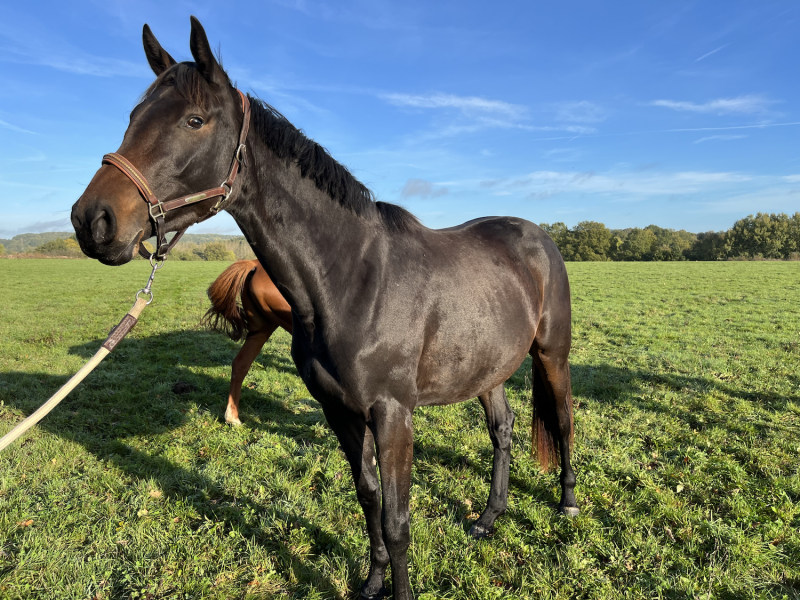 Poney Saut d'obstacles à vendre