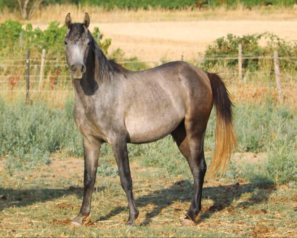 Hadji al Rius