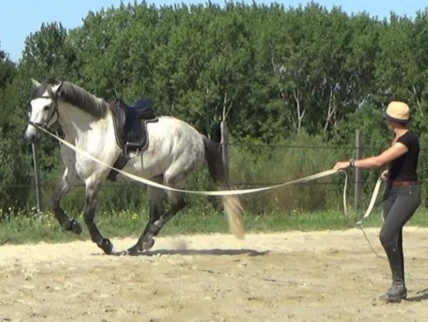 photo du professionnel équestre Équitation Baliros "L'équitation au domicile de votre cheval". spécialisé en 