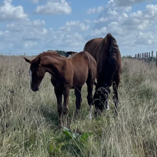 photo du professionnel équestre Pension en écurie active, chevaux à la retraite spécialisé en 