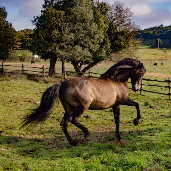 photo du professionnel équestre Domaine du Tipi Élevage spécialisé en 