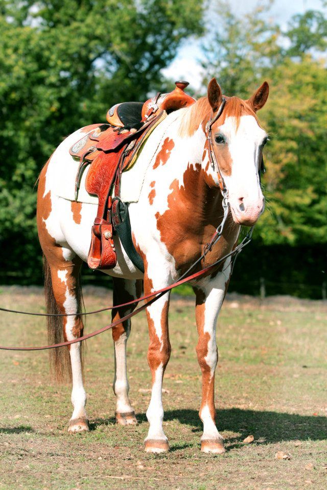 earl-ferme-equestre-de-montigny_photo 5