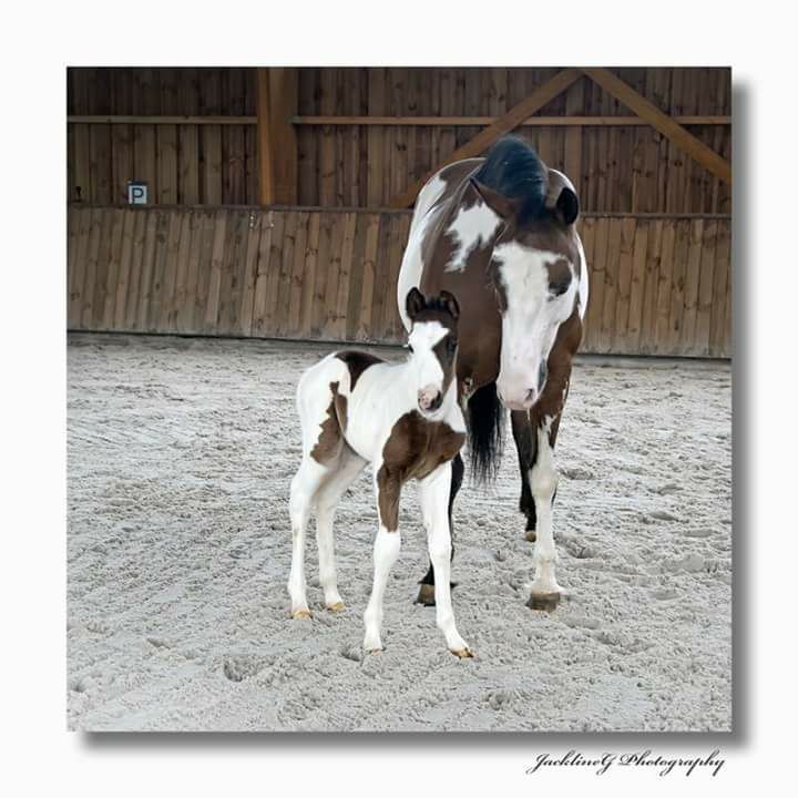 earl-ferme-equestre-de-montigny_photo 3