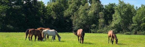 elevage-margot_photo 1