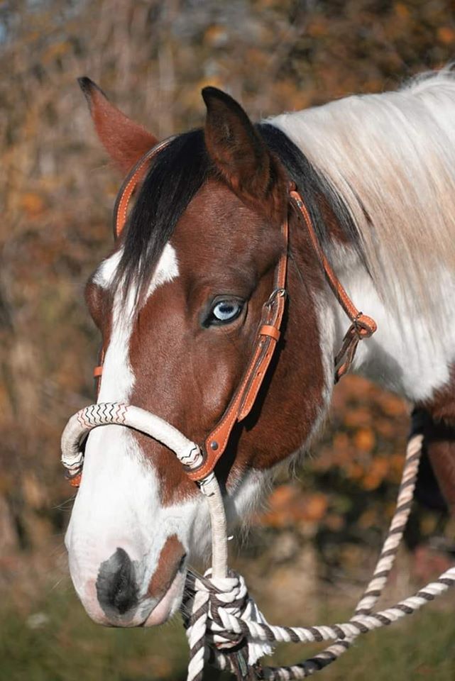 earl-ferme-equestre-de-montigny_photo 4