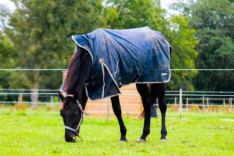 haras-du-lieu-blanc_photo