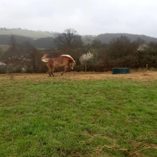 ferme-equestre-de-lupiac_photo