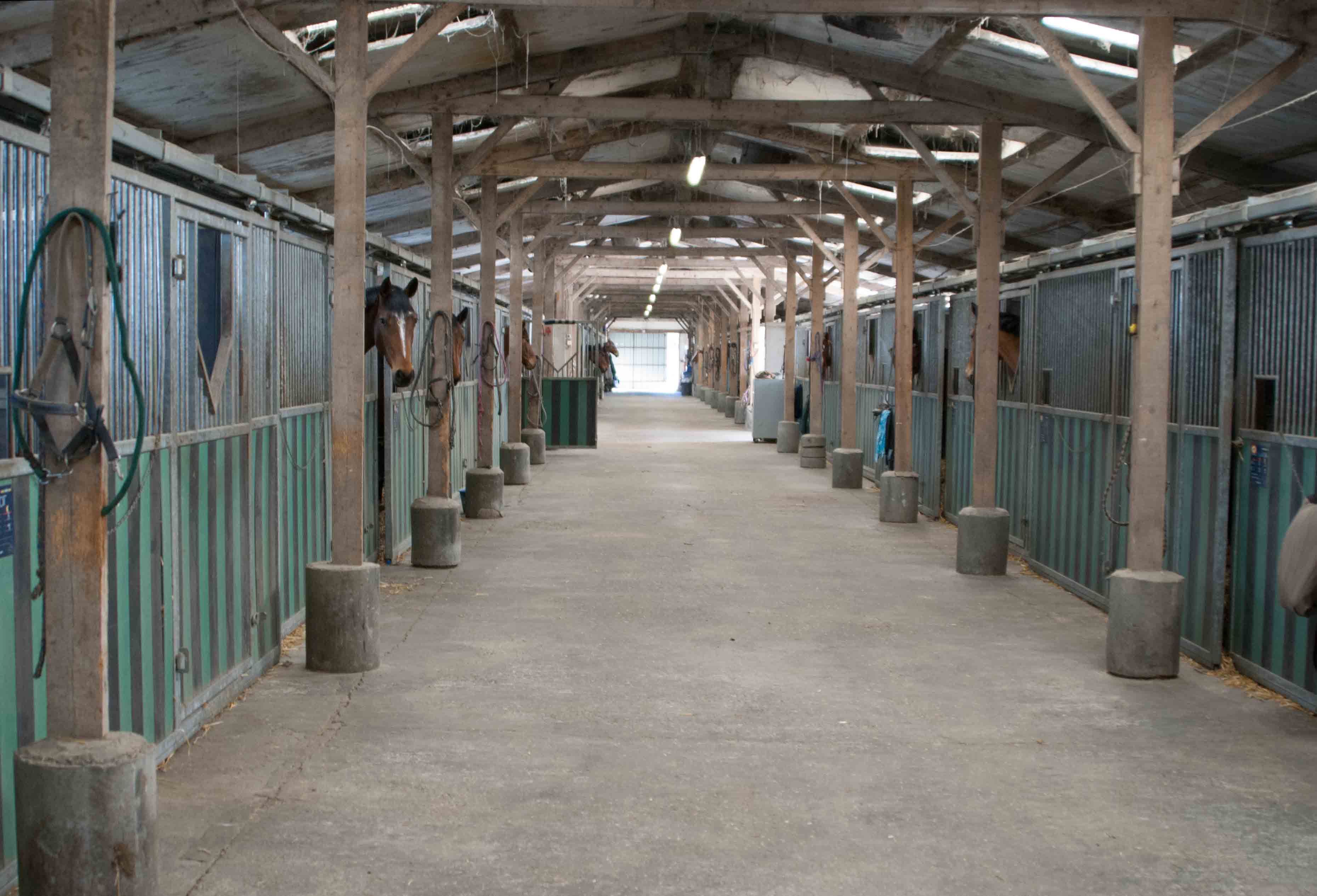 haras-du-jusclay_photo