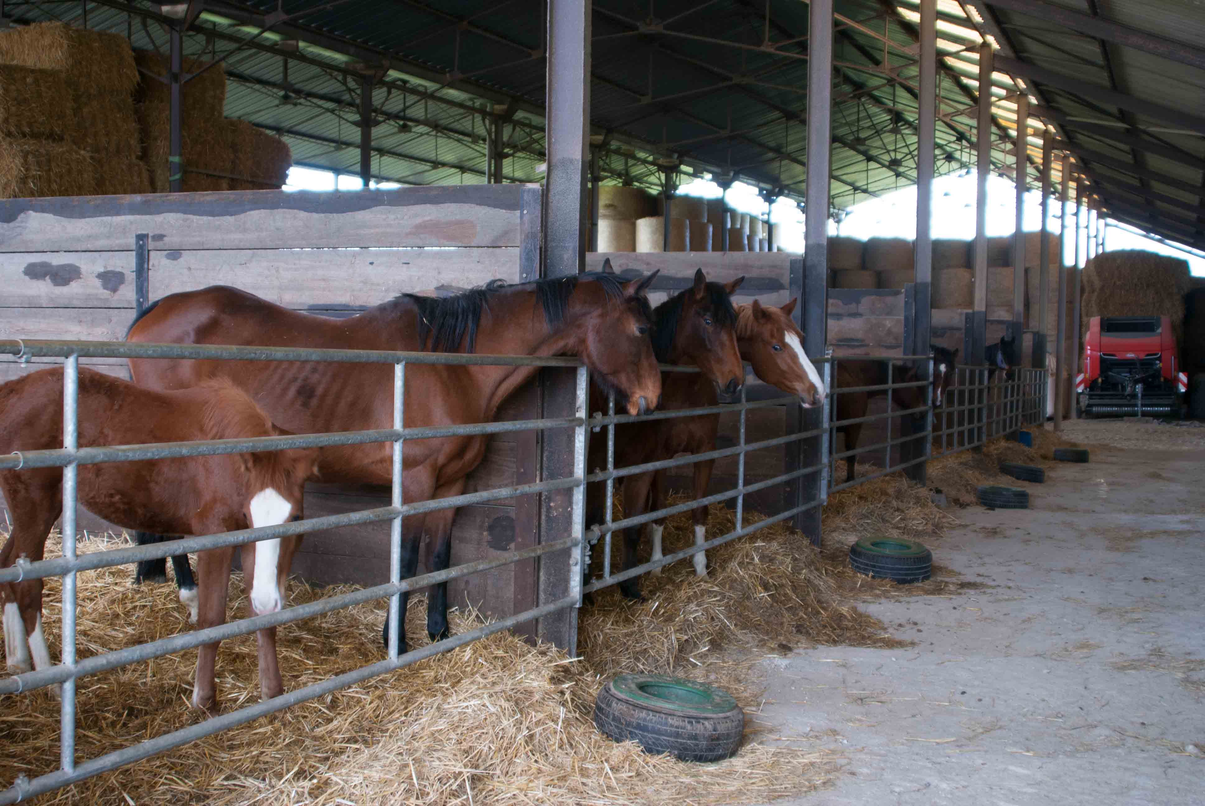 haras-du-jusclay_photo