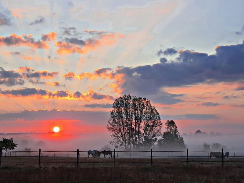 foeller-sport-horses_photo