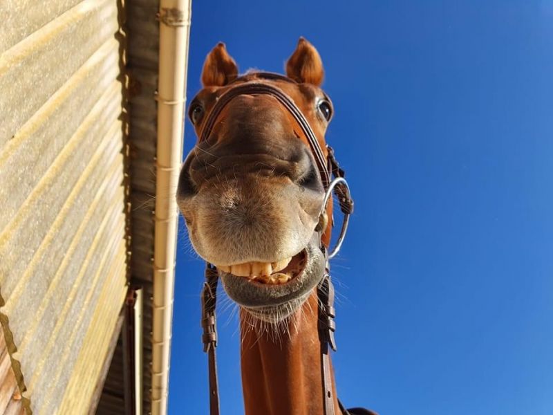 foeller-sport-horses_photo