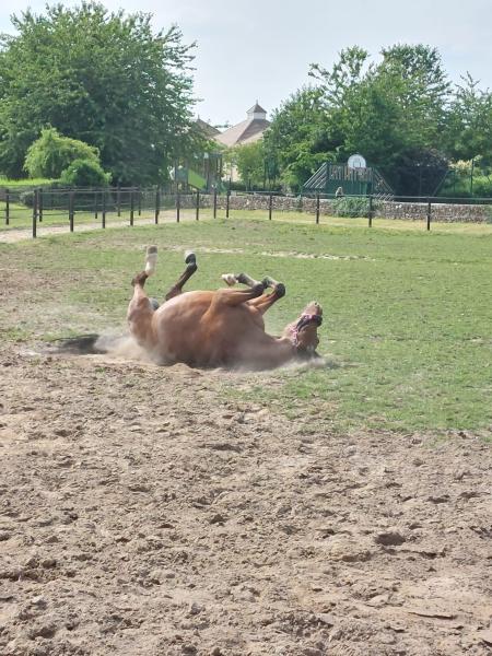 cercle-equestre-de-saint-aubin-cesab_photo