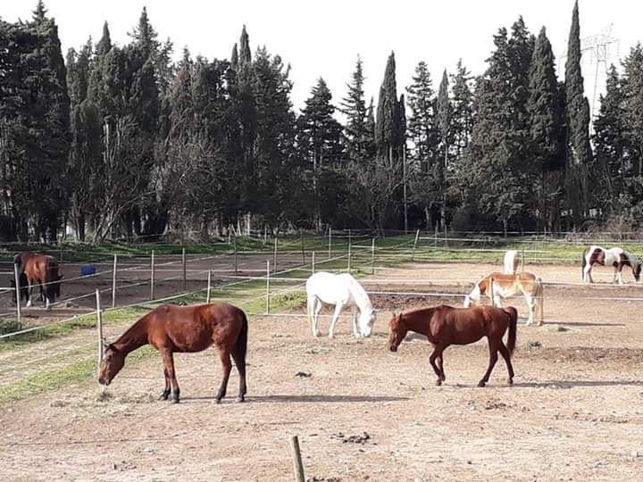 centre-équestre-poney-club-les-couroulus_photo