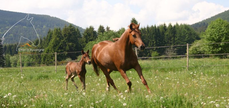 l'etrier-d'auvergne_photo