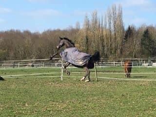 Écurie-equi’libre_photo