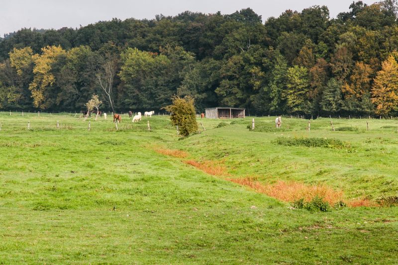 earl-ferme-equestre-de-montigny_photo