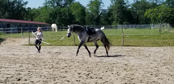 baliros-equitation_photo