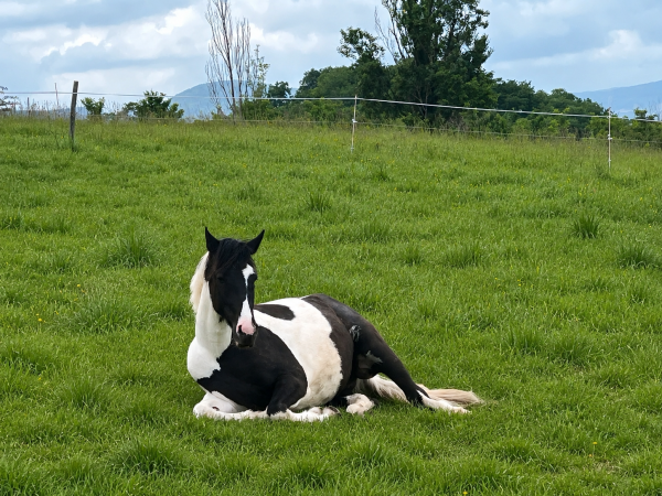 domaine-de-la-pouege_photo