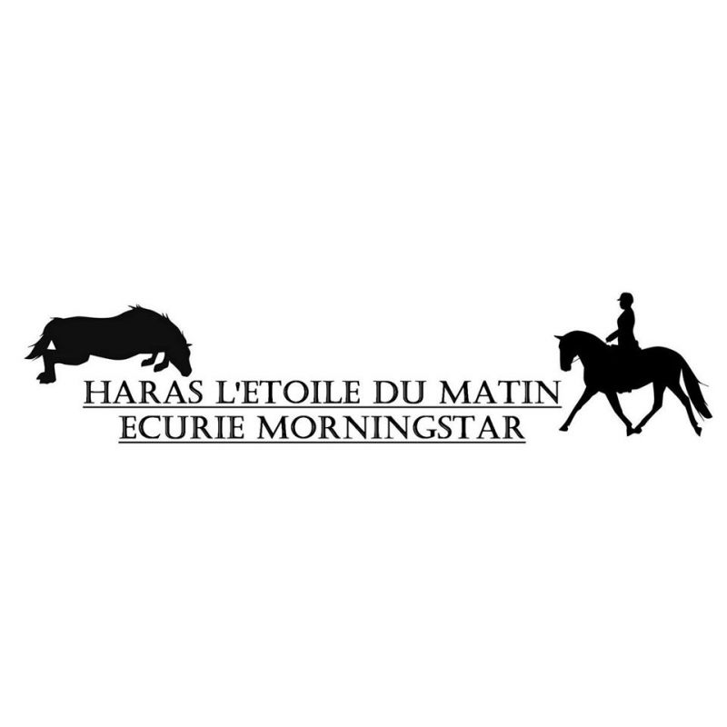 Logo de la structure Haras l'etoile du matin - Ecurie Morningstar