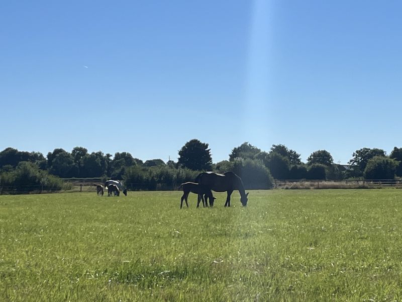 Haras de l’automne logo