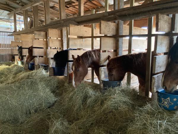 ECURIE DE LA CHAPELLE GEISPOLSHEIM logo