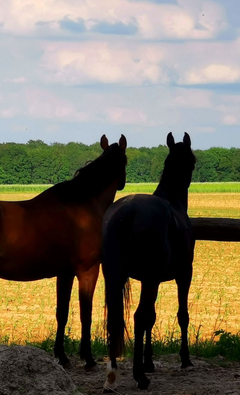 Haras de Chevreuse  logo